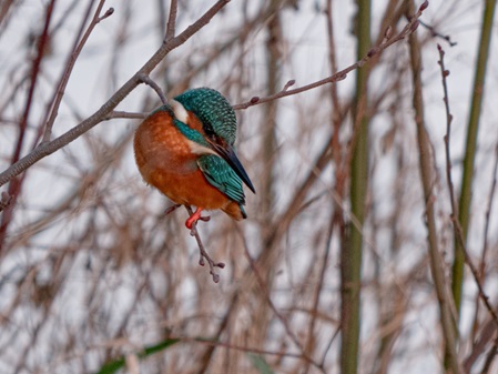 Eisvogel. Frankfurt, Nidda.